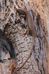 Trachylepis gravenhorstii