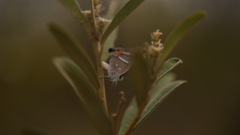 Strymon acis bartrami