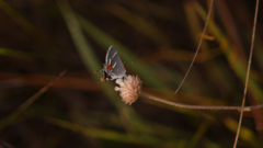 Strymon acis bartrami