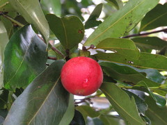 Diospyros hebecarpa
