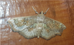 Chrysothyridia invertalis