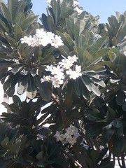 Plumeria