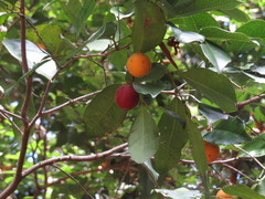 Diospyros hebecarpa