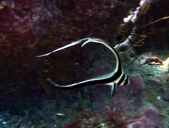Eques punctatus