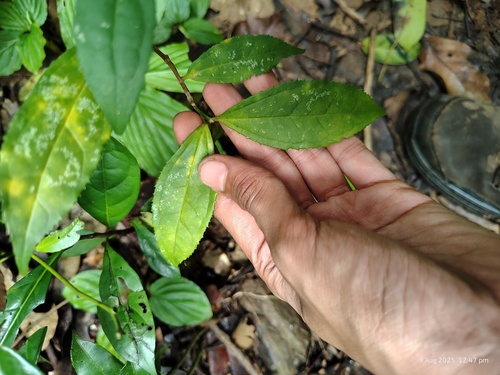 Myxopyrum smilacifolium observed 2025-08-09