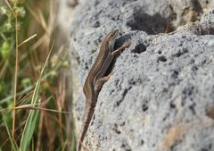 Heremites vittatus