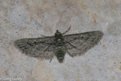 Eupithecia longidens