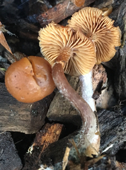 Galerina badipes