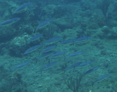 Decapterus macarellus