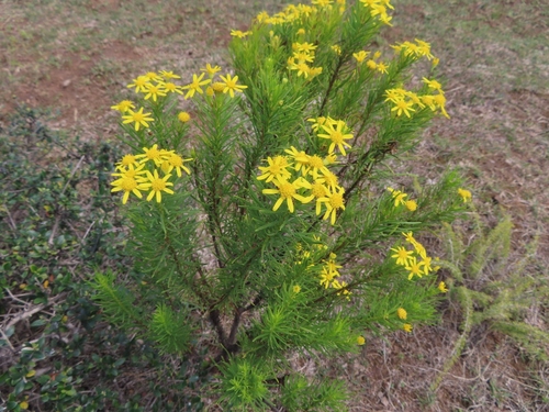 Image of Euryops linearis by (c) linkie, some rights reserved (CC BY)