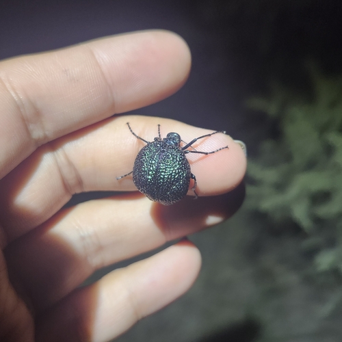 Black Bladder-bodied Meloid photo 4