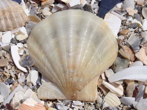 Smooth Scallop