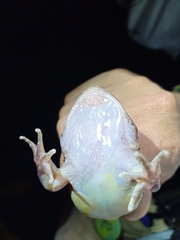 Limnonectes sisikdagu