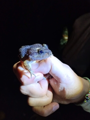 Limnonectes sisikdagu