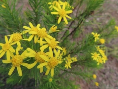 Euryops linearis