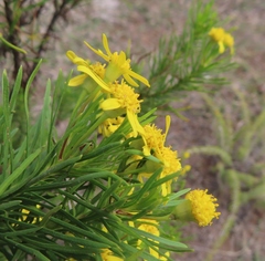 Euryops linearis
