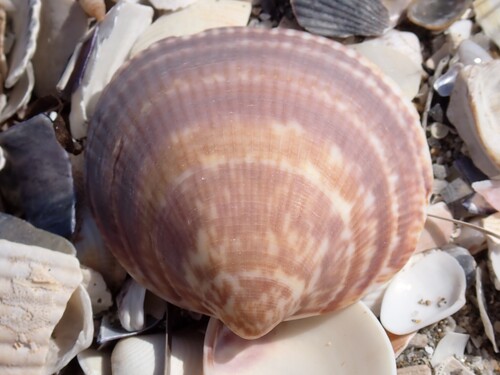 Violet Bittersweet Clam