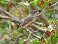Crowned Slaty Flycatcher photo 2