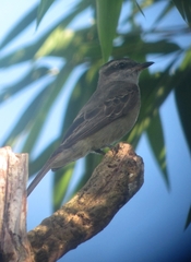 Crowned Slaty Flycatcher photo 3