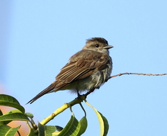 Crowned Slaty Flycatcher photo 4