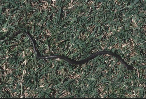 Mlanje White-bellied Water Snake