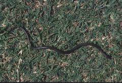 Lycodonomorphus mlanjensis