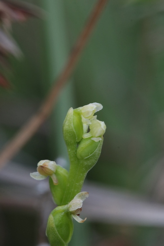 Limnorchis chorisiana iNat (2)