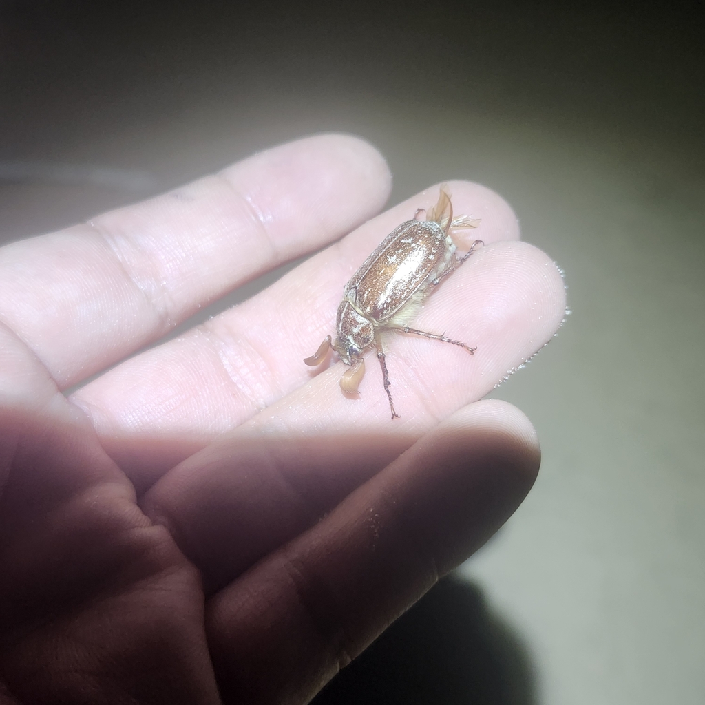 Polyphylla mescalerensis