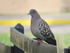 Spot-Winged Pigeon photo 3