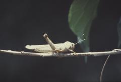 Abisares viridipennis