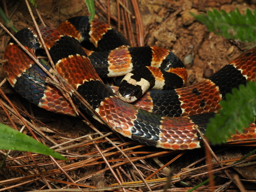 Sinomicrurus iwasakii