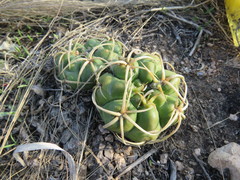 Gymnocalycium monvillei