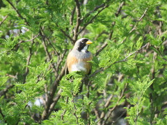 Saltatricula multicolor