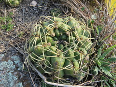 Gymnocalycium monvillei