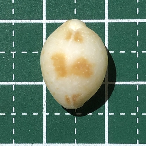コゲチドリダカラ