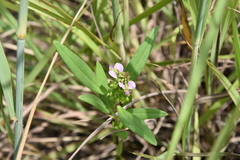 Polygala albida
