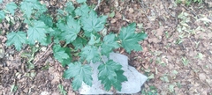 Acer lobelii, photograph (c) fmunoz, some rights reserved (CC BY)