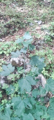 Acer lobelii, photograph (c) fmunoz, some rights reserved (CC BY)