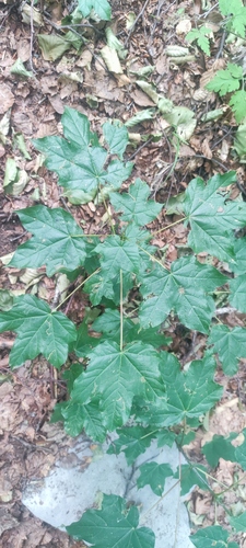 Acer lobelii, photograph 4
