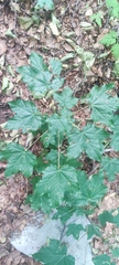 Acer lobelii, photograph (c) fmunoz, some rights reserved (CC BY)
