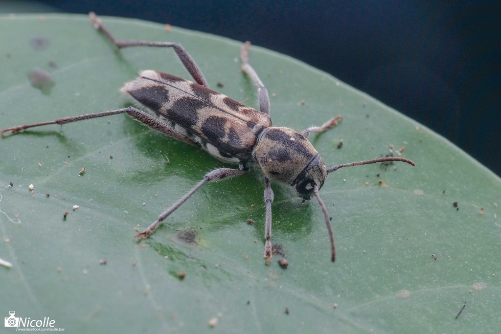 Xylotrechus subscalaris