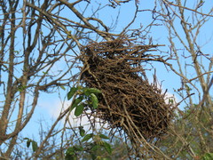 Phacellodomus sibilatrix