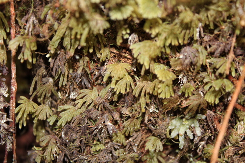 Hymenophyllum palmatifidum observed 2025-07-14