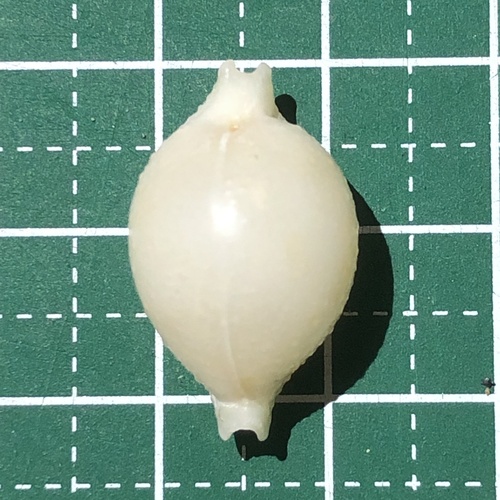Cypraea cicercula observed 2019-10-29