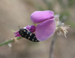 Acmaeodera gibbula