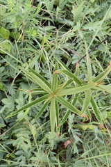 Vangueria psammophila