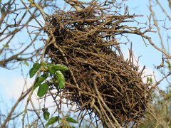 Phacellodomus sibilatrix