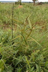 Vangueria psammophila