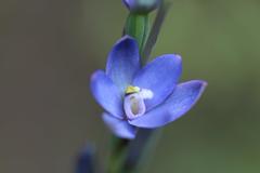 Thelymitra aemula