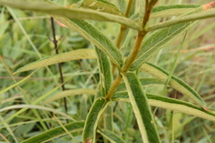 Vangueria psammophila